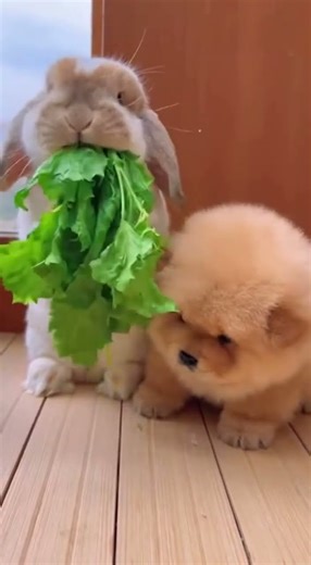Chow Chow Puppy Watches a Rabbit Eat Leaves—Too Cute! 🐰🐶 #shorts