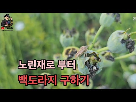 백 도라지 씨앗 언제 받아야할까? 종자 보관법과 노린재 피해 줄이는 방법.