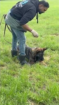 Early Stage Police Dog Tracking Training | K9 Basics in Action