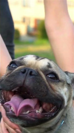 Chó Bulldog Múa Lưỡi Cực Dễ Thương P41 🐶🎶 #dog #shorts