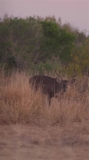 Exploring the Beauty of Whitetail Deer