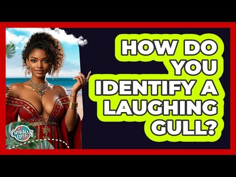 How Do You Identify a Laughing Gull?