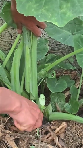 ST43677241mini rotary tillage and ridging all-in one tree 🌲 short view #travel #beach #flower