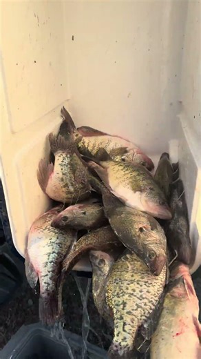 601-814-1437 to book! May 3, 9, 10 open now #fish #crappie #outdoors #mississippi #memories #food