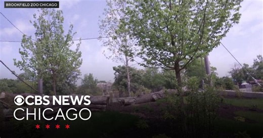 Brookfield Zoo’s new immersive primate exhibit opening July 11