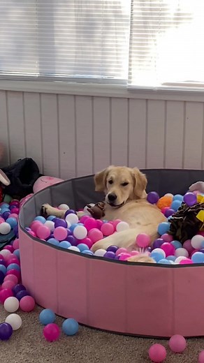Golden Retriever Puppy Having Fun in a Ball Pit