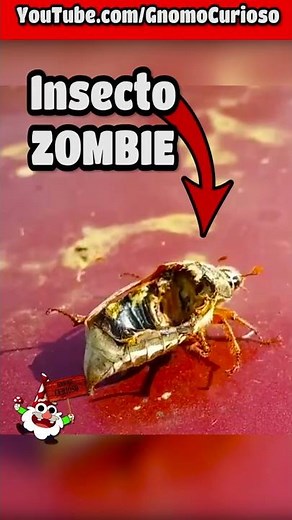 🍄 Meet Cordyceps, the parasitic fungus that turns its prey into zombies🍄🤯