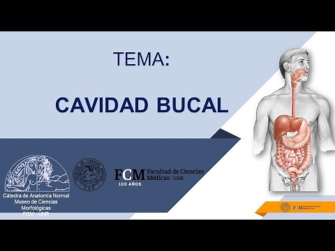 Aparato digestivo. Cavidad bucal