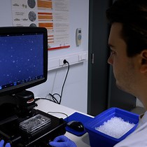 Video: Multiparametric Tumor Organoid Drug Screening Using Widefield Live-Cell Imaging for Bulk and Single-Organoid Analysis