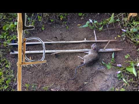 DIY Bamboo Rat Snare with a Unique Mechanism‼️Simple Technology
