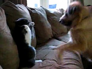 Un chien et un chat font de la boxe