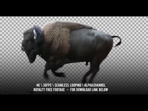 American Bison running. Isolated and cyclical animation. Alpha channel included.