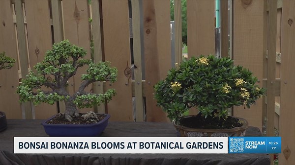 New Bonsai Bonanza exhibit blooms at the South Texas Botanical Gardens and Nature Center