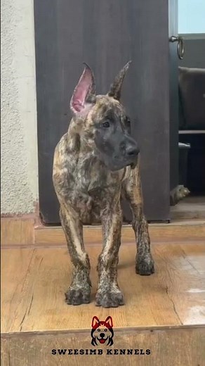 Great Dane Baby 🐶❤️ | Smart Training Skills You’ll Love!