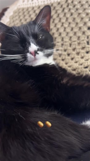 🥔 #cats #cattok #ilovecats #catlovers