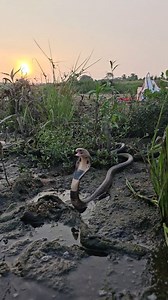 10M views · 44K reactions | Snake Vs Balloon Challenge #fbreels | Prakash Animal Welfare | Facebook