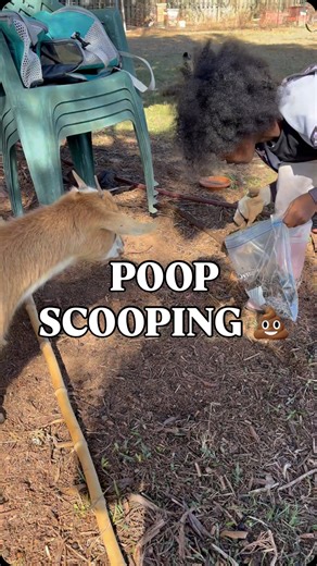 Afya Farms | LETS TALK COMPOST! did you know sheep & goat manure is some of the BESTTT manure you can use in your garden? it’s packed with nutrients... | Instagram