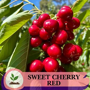 30 Sweet Cherry Tree Seeds – Prunus Avium, Easy-grow - Etsy Canada