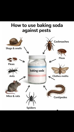 🌿 Baking Soda Uses for Managing Household Pests 🌿 Baking soda is a simple, low-cost product that can be used as part of basic home pest control routines. When applied correctly, it helps limit certain pests without relying on harsh chemical products. 1️⃣ Cockroaches Mix baking soda with sugar in equal parts. Sprinkle the mixture behind appliances, along baseboards, and in dark corners. 2️⃣ Fleas Combine baking soda with fine salt. Spread over carpets, rugs, pet bedding, and upholstery. Leave f