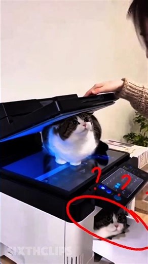 real copy cat 🤣😸 #shorts