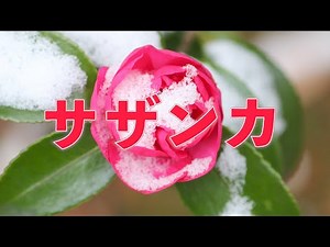 サザンカ（SEKAI NO OWARI） 歌：NEUTRINO（歌詞付き）