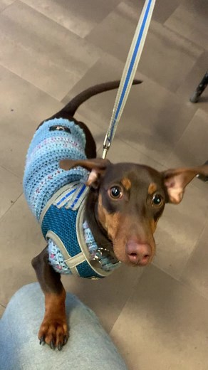 Adorable Dachshund in Cozy Dog Cafe