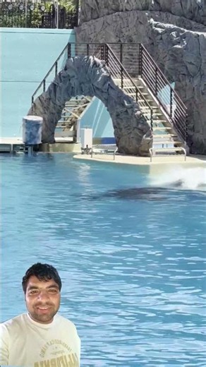 🐋 Orca's Incredible Power in Action! 😱 | Amazing Killer Whale Moment#shorts
