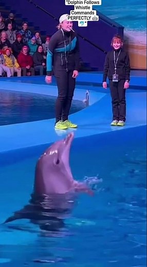 Dolphin Follows Whistle Commands PERFECTLY 🤖🐬#DolphinIntelligence #SmartAnimals #ViralShorts