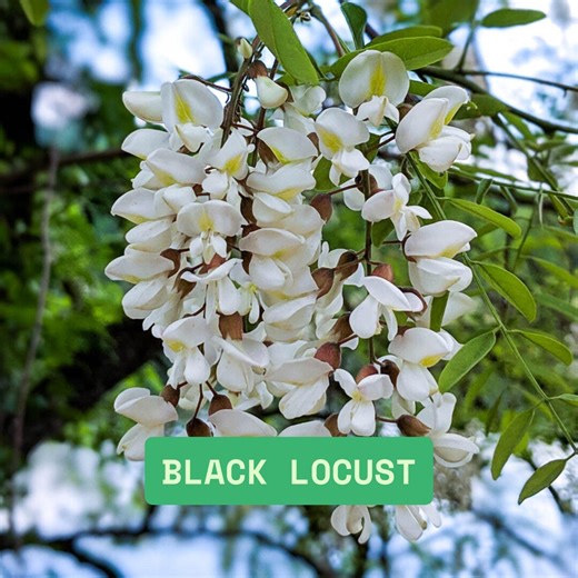 Fast Growing Hardwood Black Locust Tree Seeds for Planting, Robinia Pseudoacacia 50 Seeds - Etsy