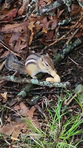 Arguably the worlds fastest peanut sheller. #shorts