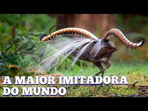 AVE LIRA SOBERBA. A MAIOR IMITADORA DO MUNDO.