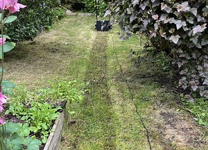 My Lawn Renovation, Part 2: Scarifying and Overseeding | MOOWY