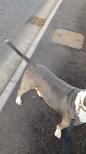 The Joy of Having a Happy American Bully as a Friend