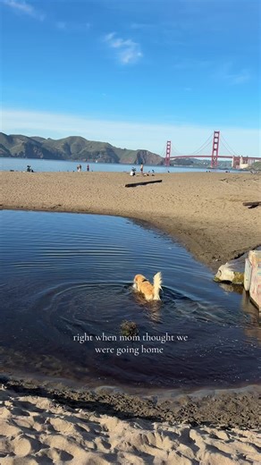 A Dog's Adventure: Chasing Birds at Golden Gate