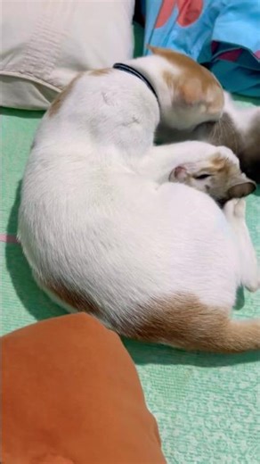 Meow-WWE 😼🔥 Kitten vs Adult Cat | No Rules Match! #cat