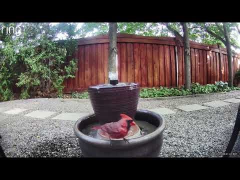 Beautiful Cardinal taking a bath
