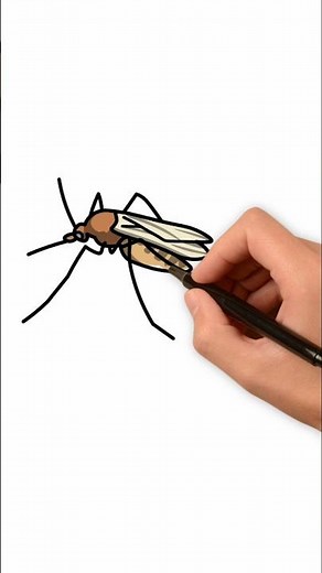 How to Draw an Amazing Mosquito 🦟✨ | Easy Realistic Insect Drawing Tutorial for Beginners 🎨 #drawing