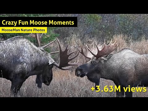 Crazy Fun Moose videos - The Best Hits Mix!
