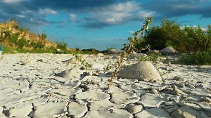 vegetation adapts to dry and arid soil