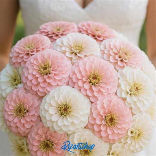 Blushing Bride Zinnia 200seeds – Soft Pink & Cream Flowers | Easy to Grow Annual Garden Flower - Etsy