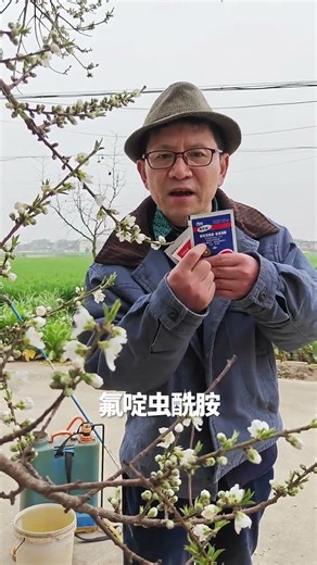 Beat the Aphid Cycle on Peach Trees - Year-Long Solution