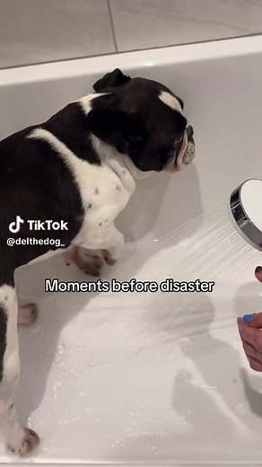 French Bulldog Steps in Poop: Hilarious POV