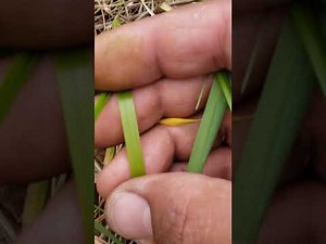 Quick uncle lesson how to identify sweetgrass from its cousins. #mashkiki #unkwitdafunk #gll612