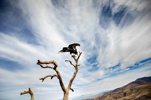 The California Condor Comeback Story