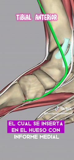 Músculo Tibial Anterior: Anatomía y Funciones