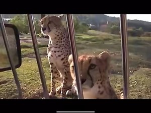 Today I learned that cheetahs meow like house cats.