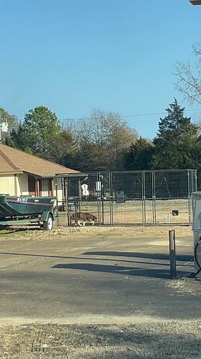 Y'all, Libby has been safe in our care since she was trapped on Sunday. A lot of comments have been made about us leaving her to suffer, and that was never the case. We have not stopped trying to help her since the first day I saw her and recorded the video. The first day, with the help of North Panola Animal Resource Coalition, we provided food, straw and heat lamps and the home owner set them up for Libby and the other stray dogs there. The very next day we got one dog, the next day we got ano