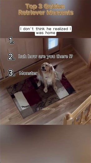 Best Golden Retriever Moments of All Time 🐕✨