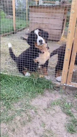 Puppy Playtime Paradise 🐾 | Bernese Mountain Dog Babies