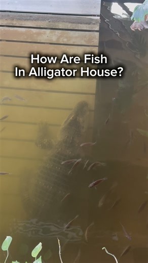 How Are Fish In Alligator House? 🤔🐊 | Corbin Maxey
